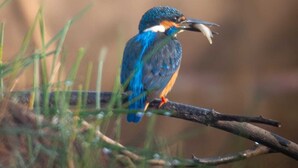 Un oiseau était perché sur une branche.