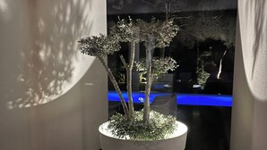 Een kamerplant in een witte pot in een gang.
