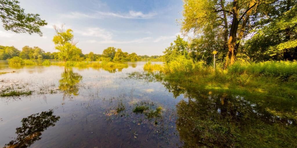 A tranquil pond surrounded by lush greenery and trees.
