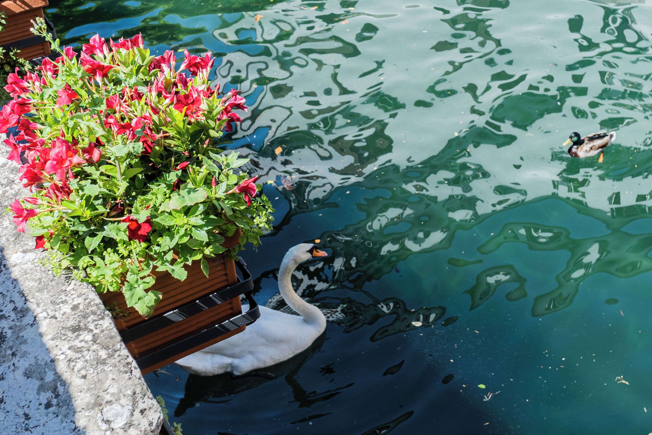 A swan swimming near a wooden bench with a flower planter.