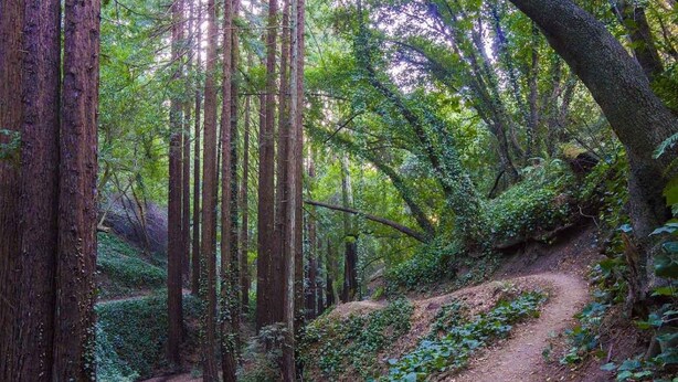 Uma área arborizada com uma trilha de terra serpenteando por entre árvores altas.