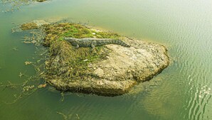 A crocodile on a small island surrounded by water. - Jawai Zinc Journey by The Fern (Bali)