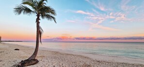 En strandscene med en palme, klar himmel og roligt hav.