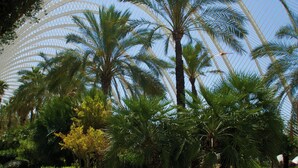 Un giardino con palme e un pergolato bianco.