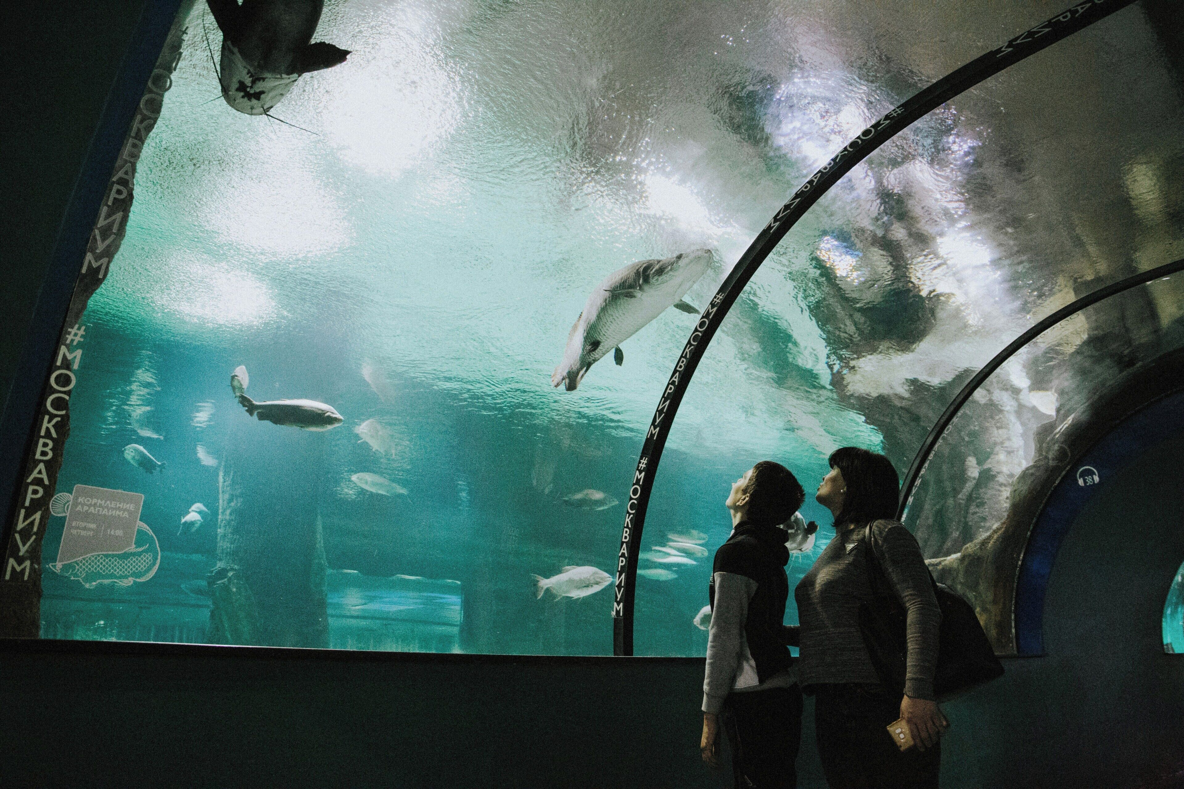 An aquarium with a large viewing window, various fish species, and a sign with text.