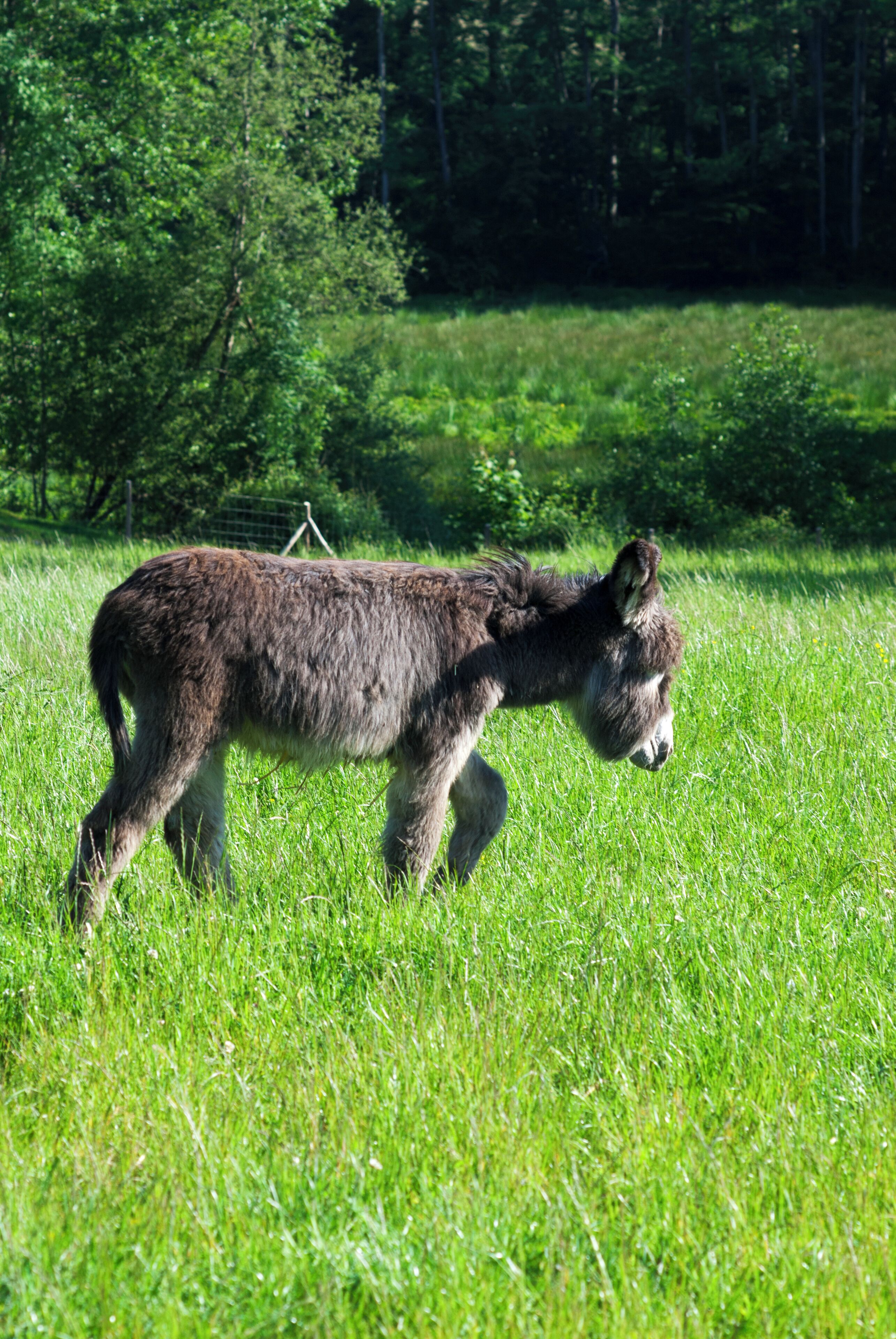 A donkey in a grassy field with trees in the background.
