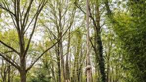 A forest path leading to a small wooden structure. - Repère Sauvage, Hôtel Lodges & Restaurant (La Ville-aux-Clercs)