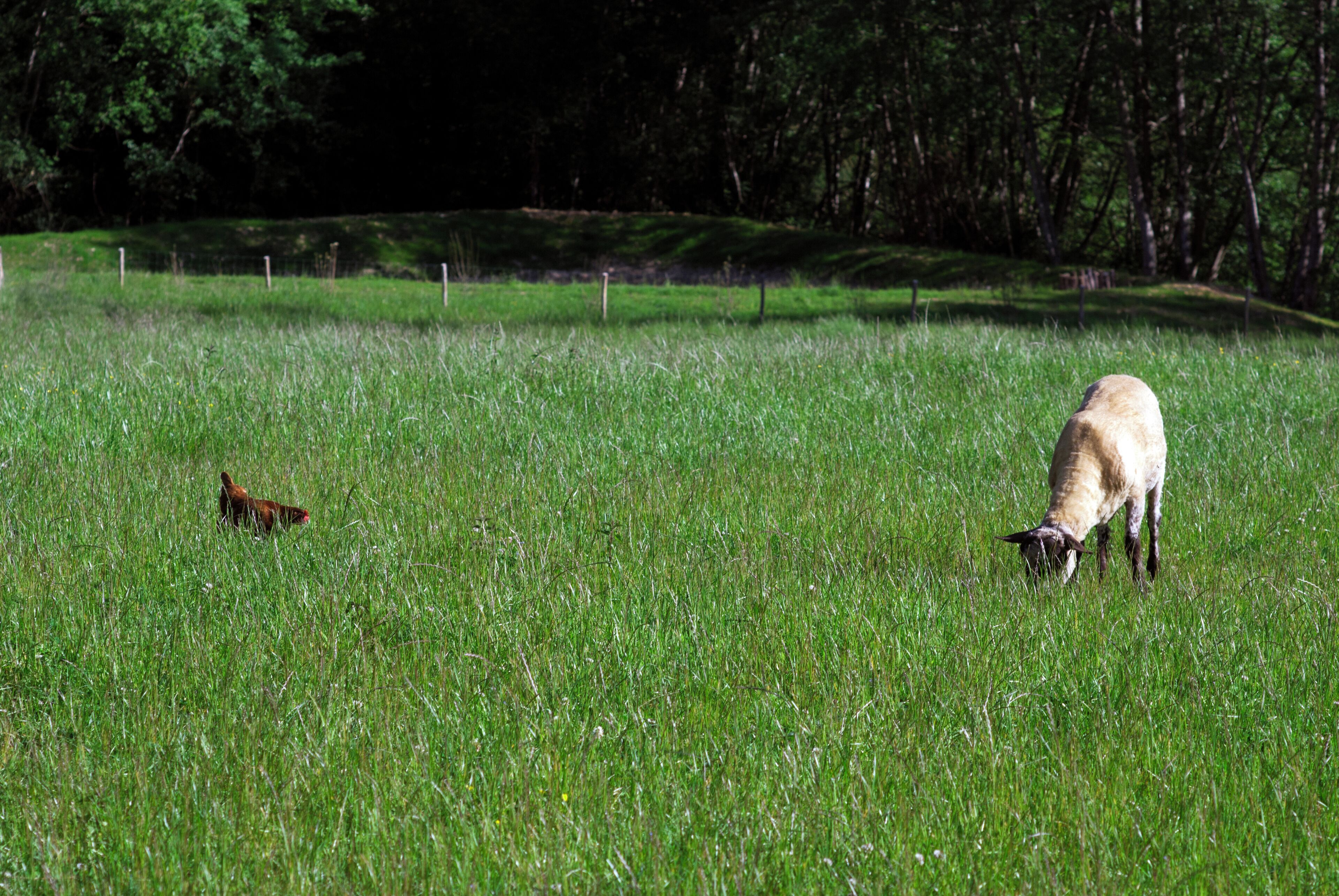 Un champ herbeux avec un mouton et une poule.