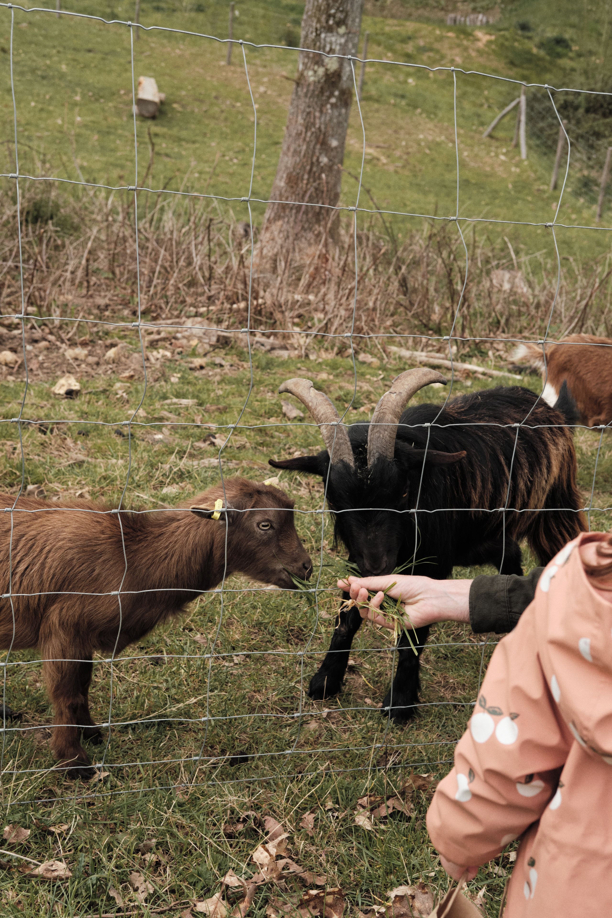 A goat with large horns and a person feeding it.