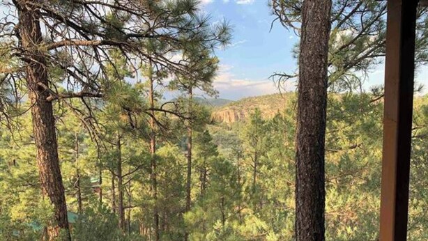 Vista desde un balcón sobre un bosque denso de altos pinos.