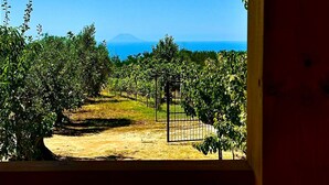 A vineyard with rows of grapevines and a clear view of the ocean in the distance. - Kitty House (Spilinga)