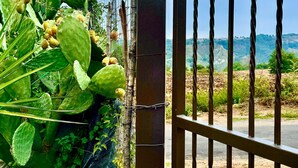 A cactus garden with a metal gate and a view of a hilly landscape. - Kitty House (Spilinga)