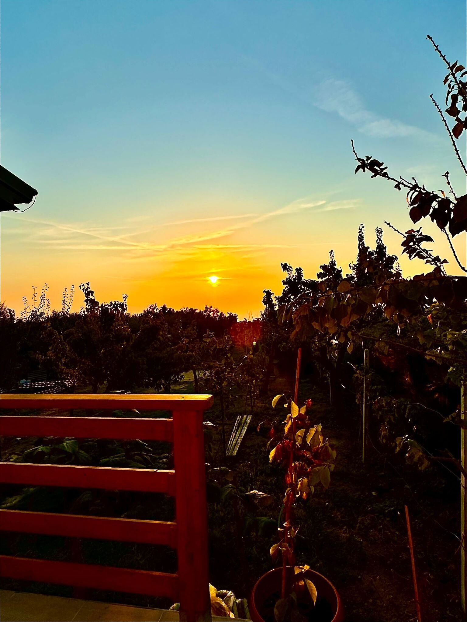 Un tramonto su un vigneto con una struttura in legno rossa in primo piano.