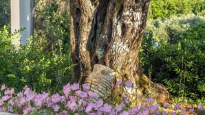 A tree trunk with a large, weathered object embedded in it, surrounded by pink flowers.