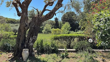 Vista al jardín
