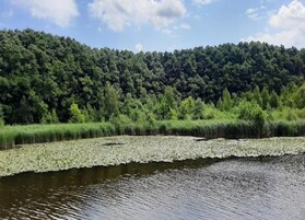 Ein Fluss mit Seerosen und ein bewaldeter Hügel im Hintergrund.