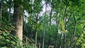Un escalier en bois, situé dans une zone boisée, avec des rampes de chaque côté.