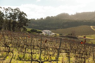 Viñedos con hileras de vides y un edificio al fondo.