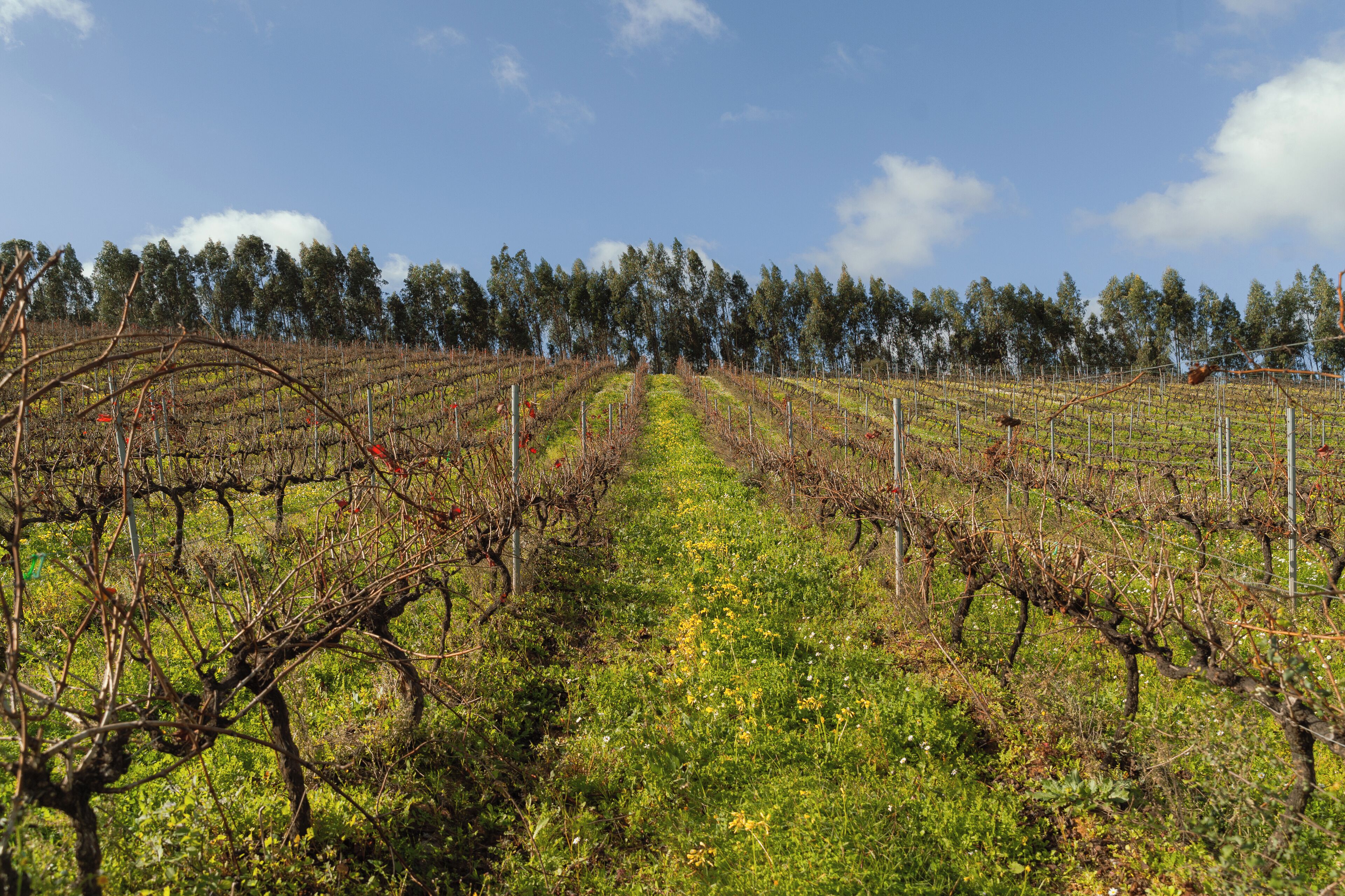 Un vignoble avec des rangées de vignes et un ciel dégagé.