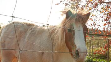Un caballo detrás de una cerca de alambrade en un entorno natural.