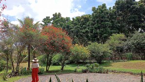 Ein Garten mit gepflastertem Weg, verschiedenen Pflanzen und Bäumen.