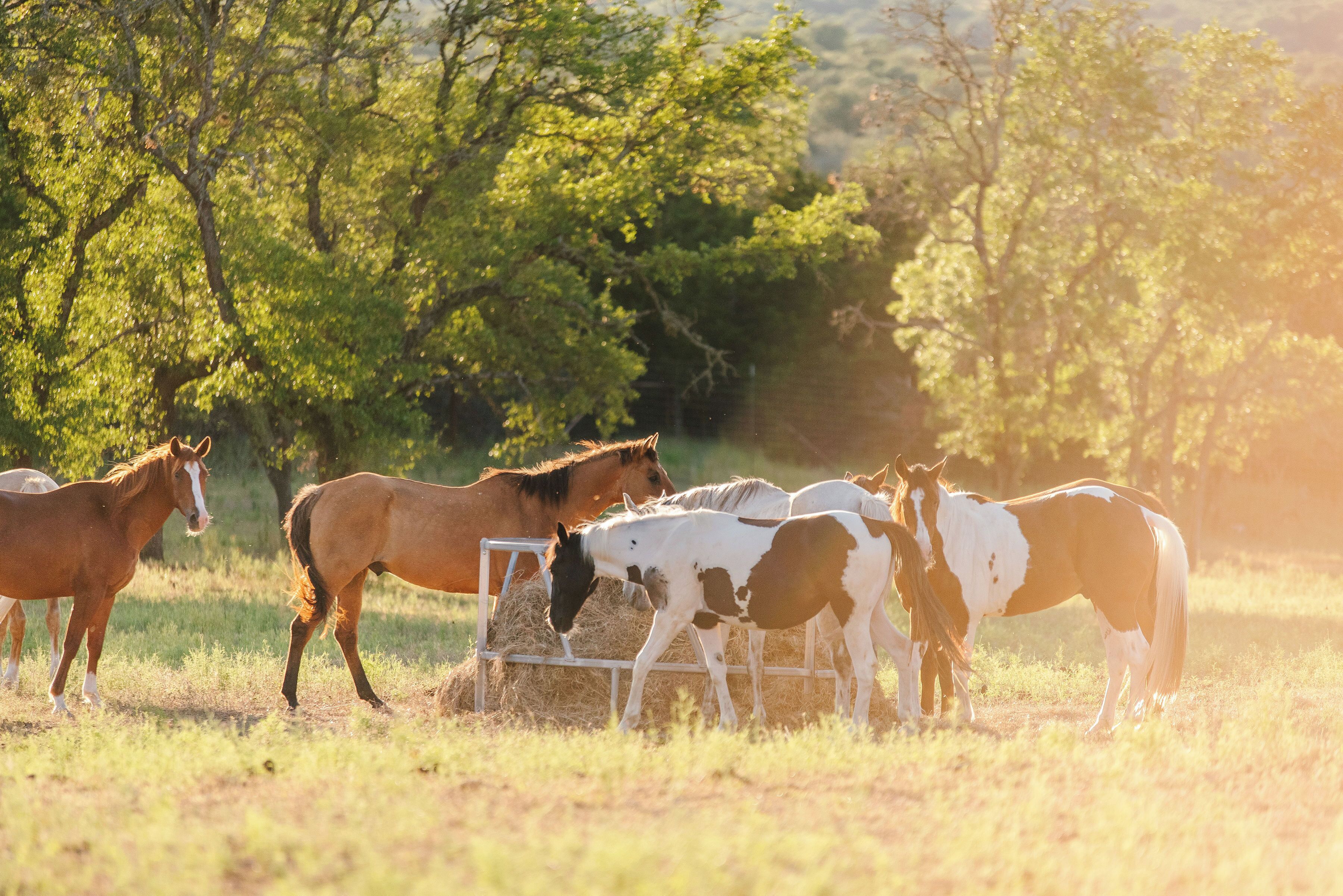 Des chevaux paissent dans un champ, avec des arbres en arrière-plan.