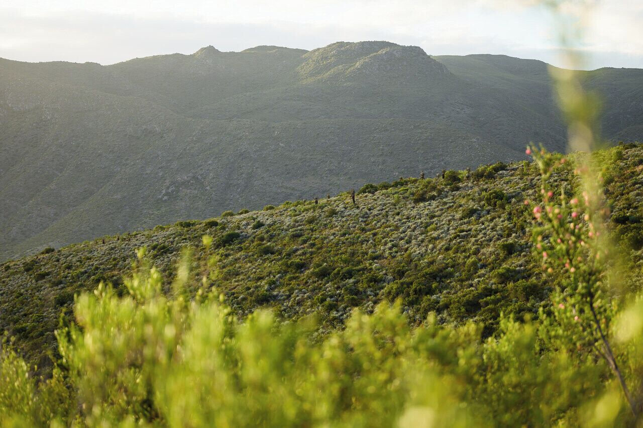 A mountainous landscape with dense vegetation and a clear view of distant hills.