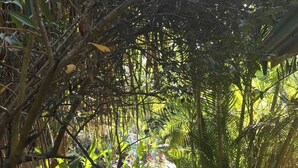 A stone pathway surrounded by dense tropical foliage. - Mid Tide Bungalow - Walking distance to the Surf and Restaurants (Santa Teresa Beach)