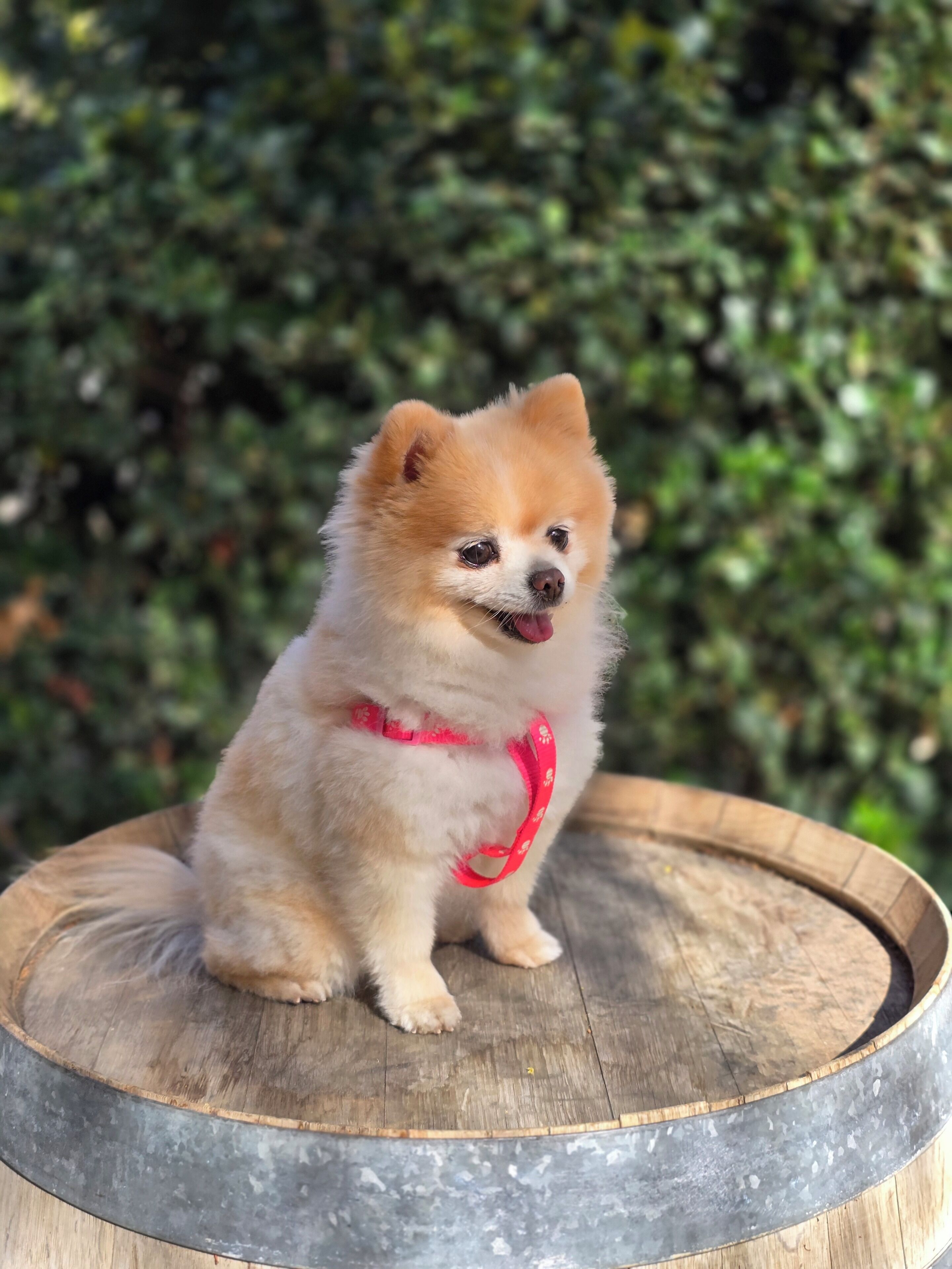 A small, fluffy dog sitting on a wooden platform with a metal rim, wearing a pink harness.