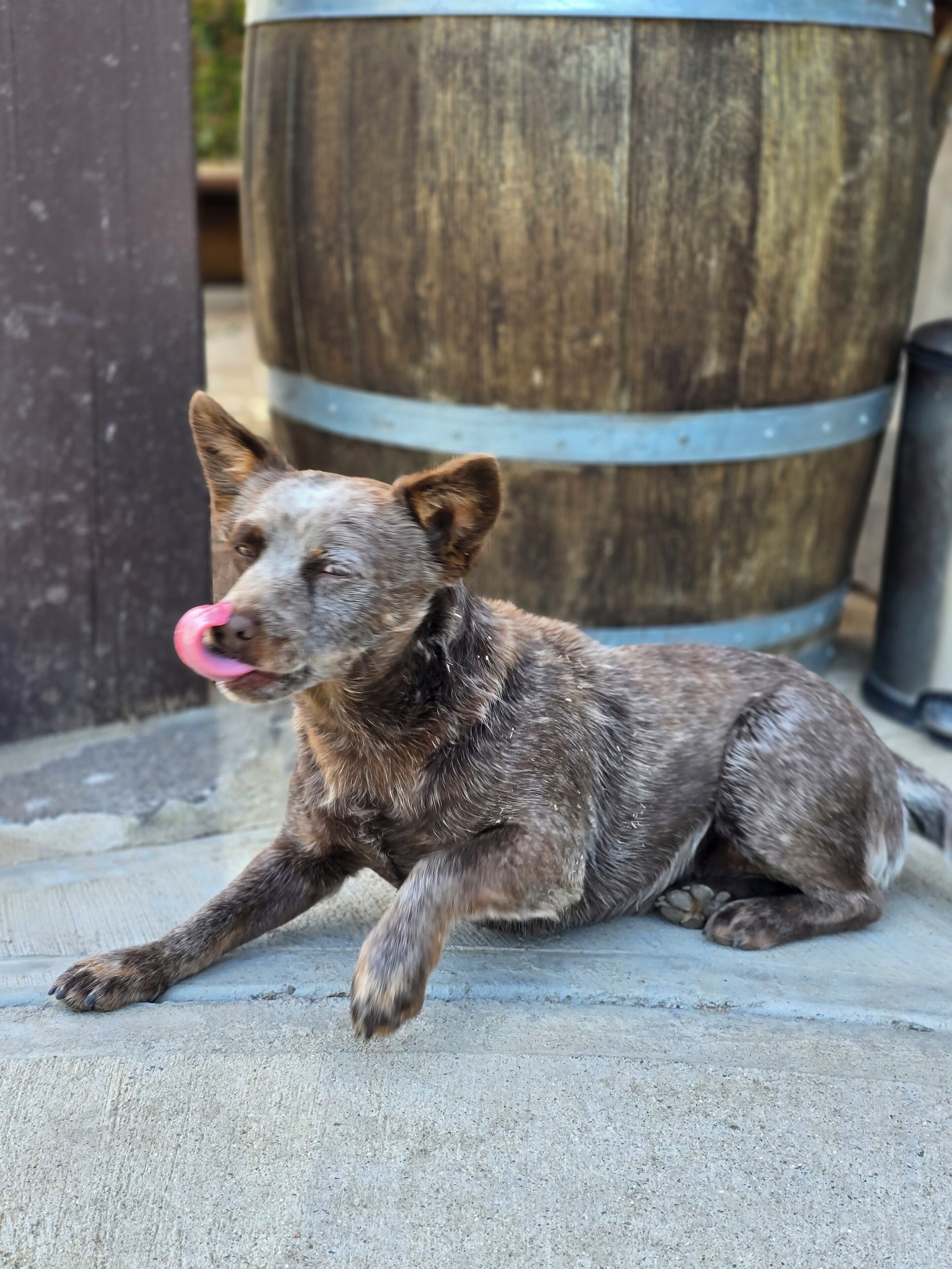 A dog lying on a concrete surface with a wooden barrel and a black trash can in the background.