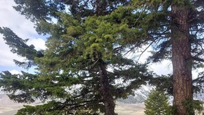 Eine Außenanlage mit tragbarem Grill, Spüle und Stuhl unter einem großen Baum, im Hintergrund eine reizvolle Aussicht.