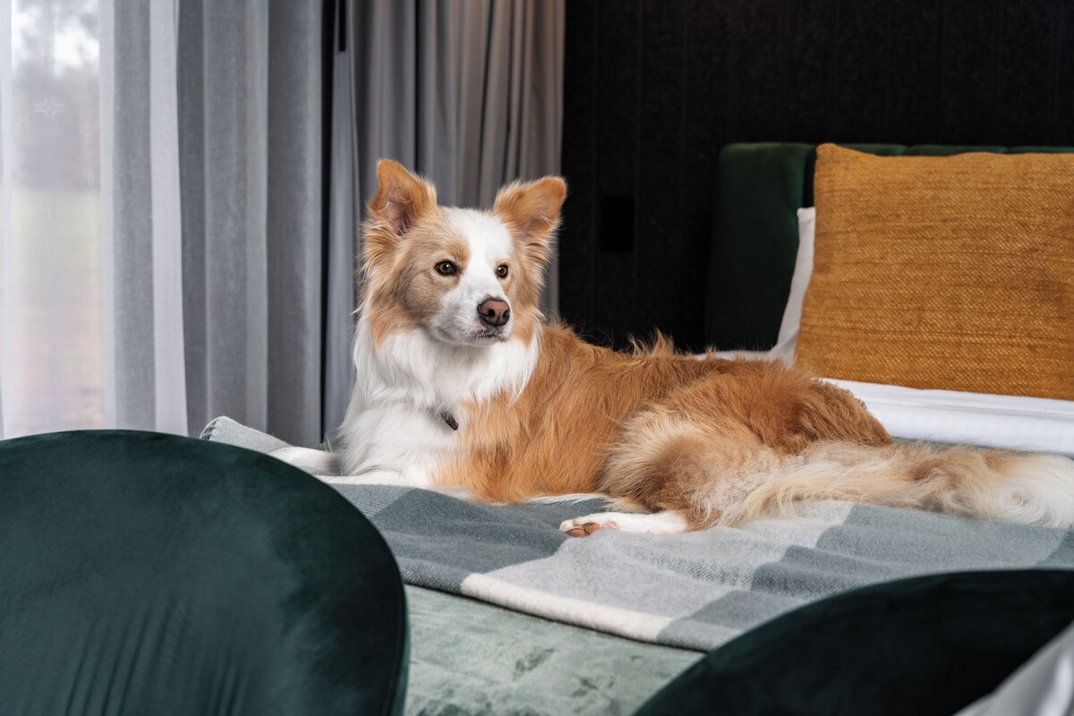 A dog lying on a bed with a checkered blanket, a green pillow, and a dark green chair in the foreground.