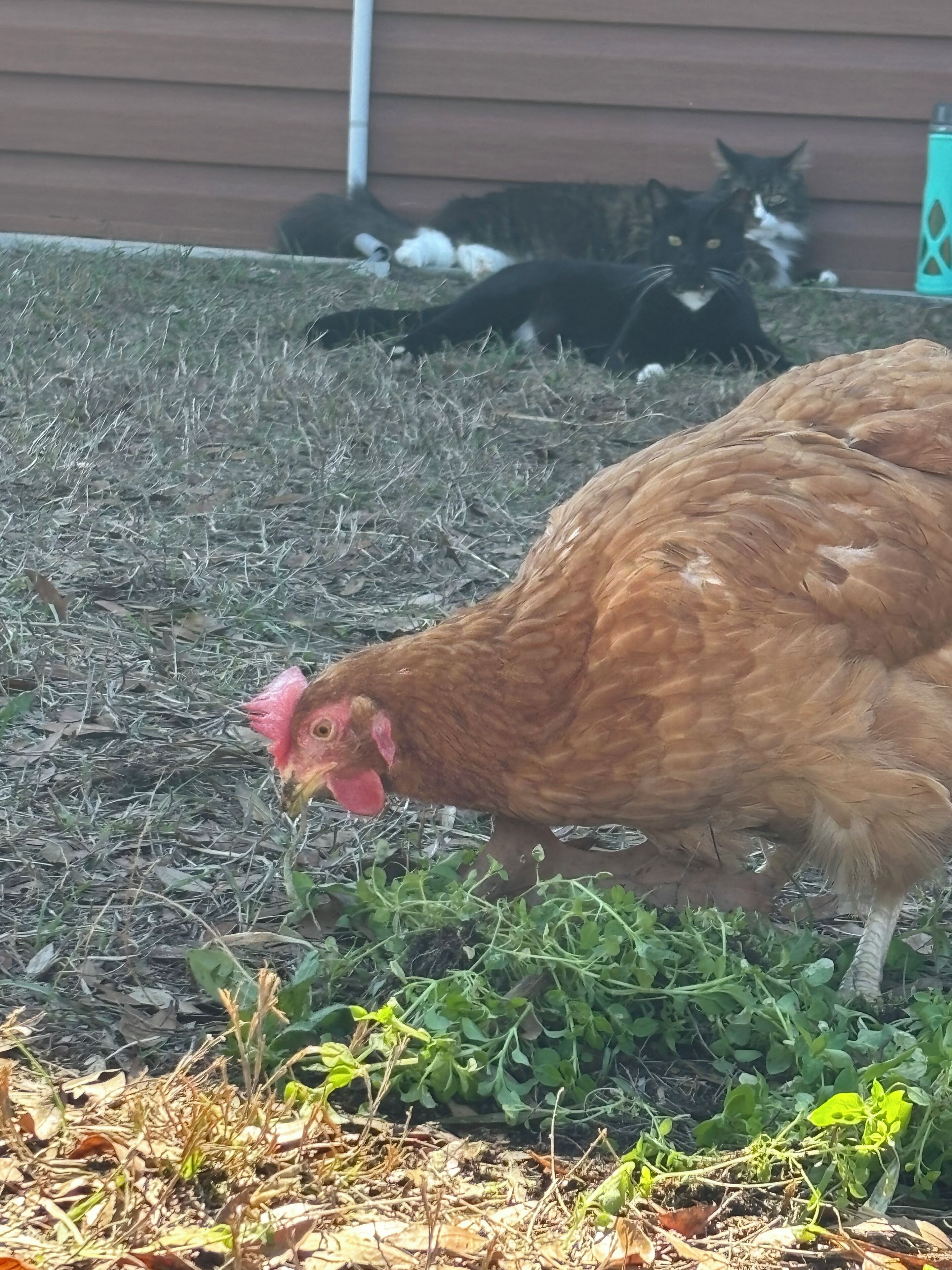 A chicken foraging on grass with a cat and another cat in the background.