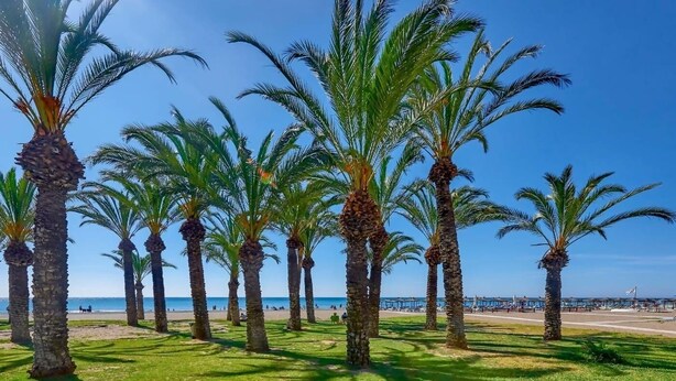 Una hilera de palmeras a lo largo de una playa con un cielo azul despejado.