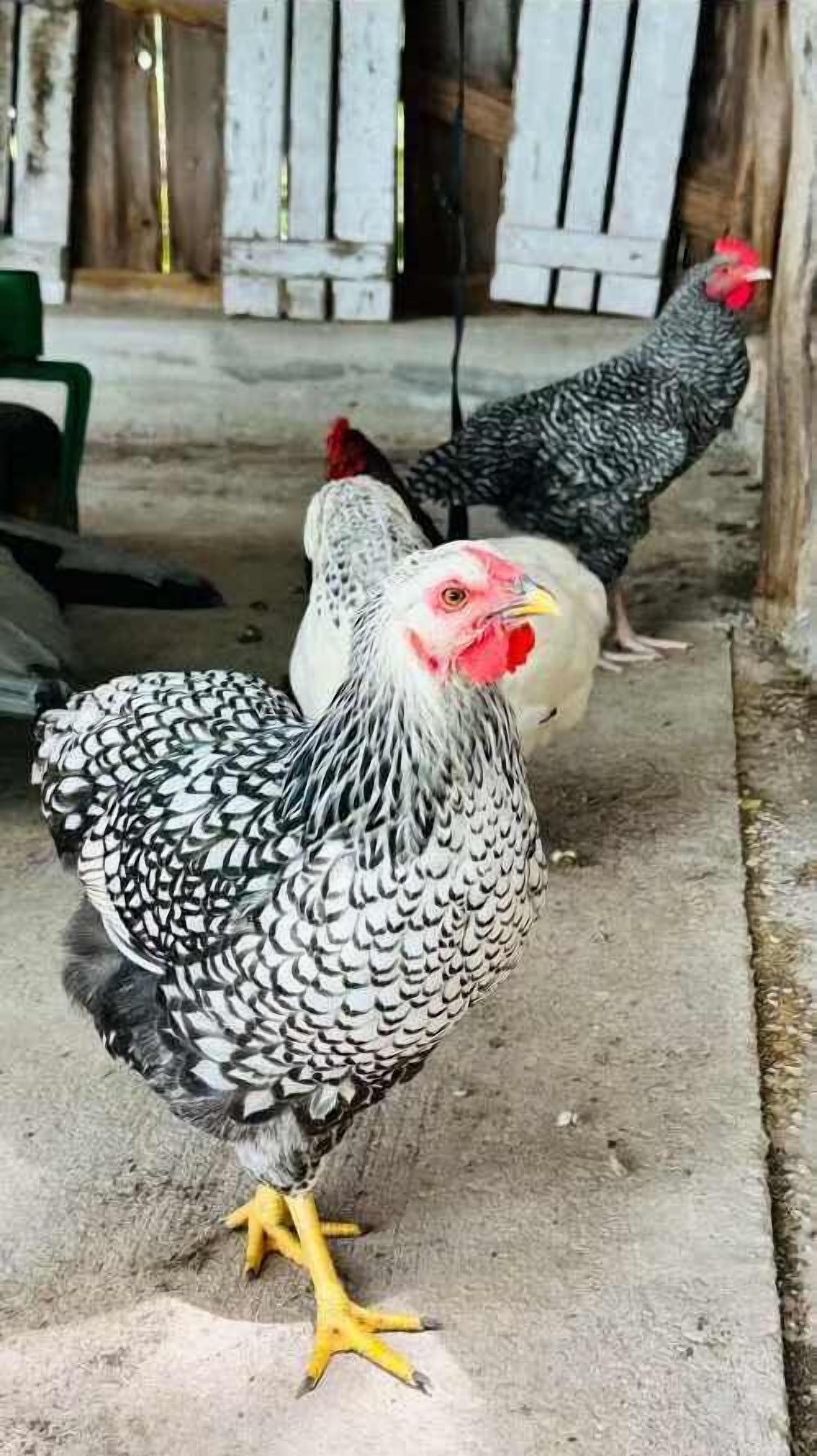 A chicken with a red comb and yellow feet standing on a concrete floor.