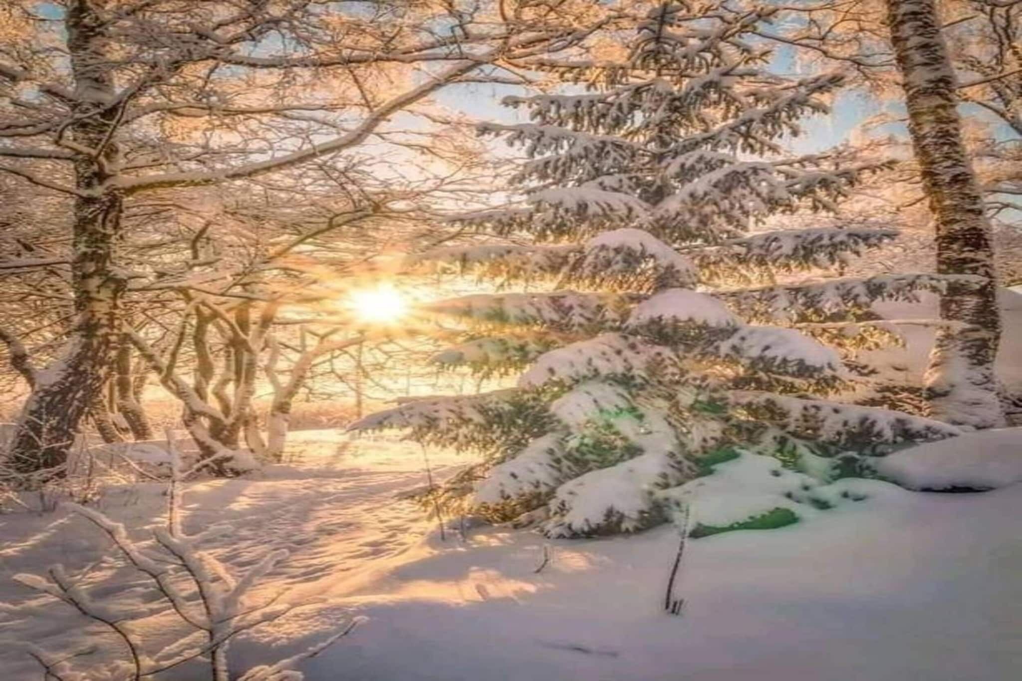 A snowy forest scene with sunlight filtering through trees.