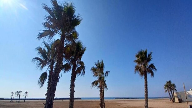 Una playa con palmeras y cielo despejado.