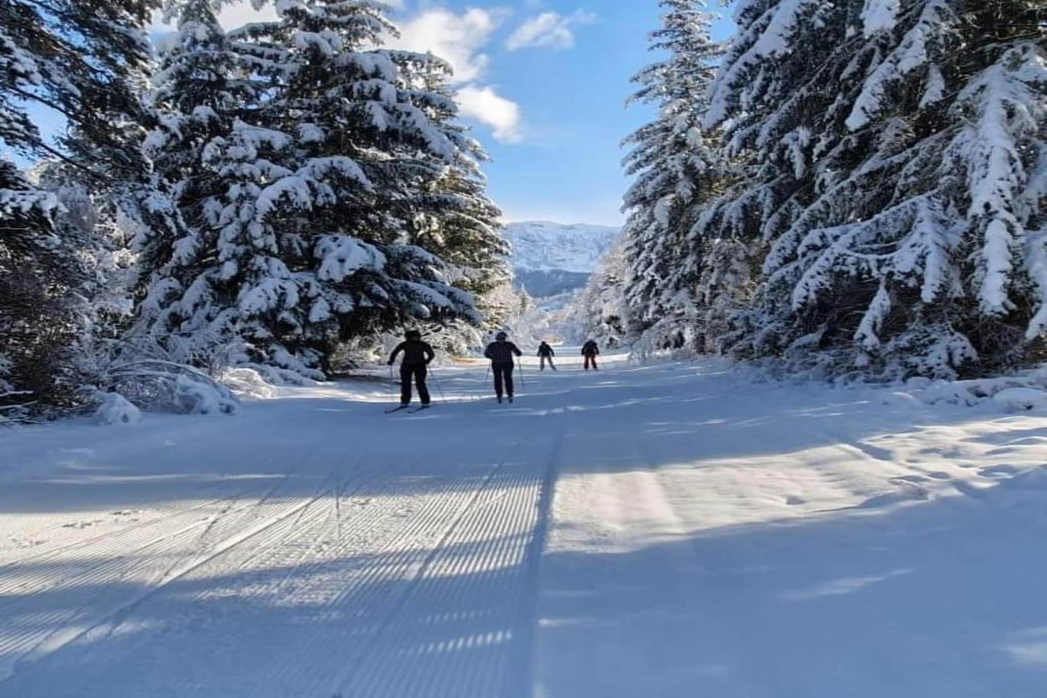 Une route enneigée bordée de grands arbres à feuilles persistantes.