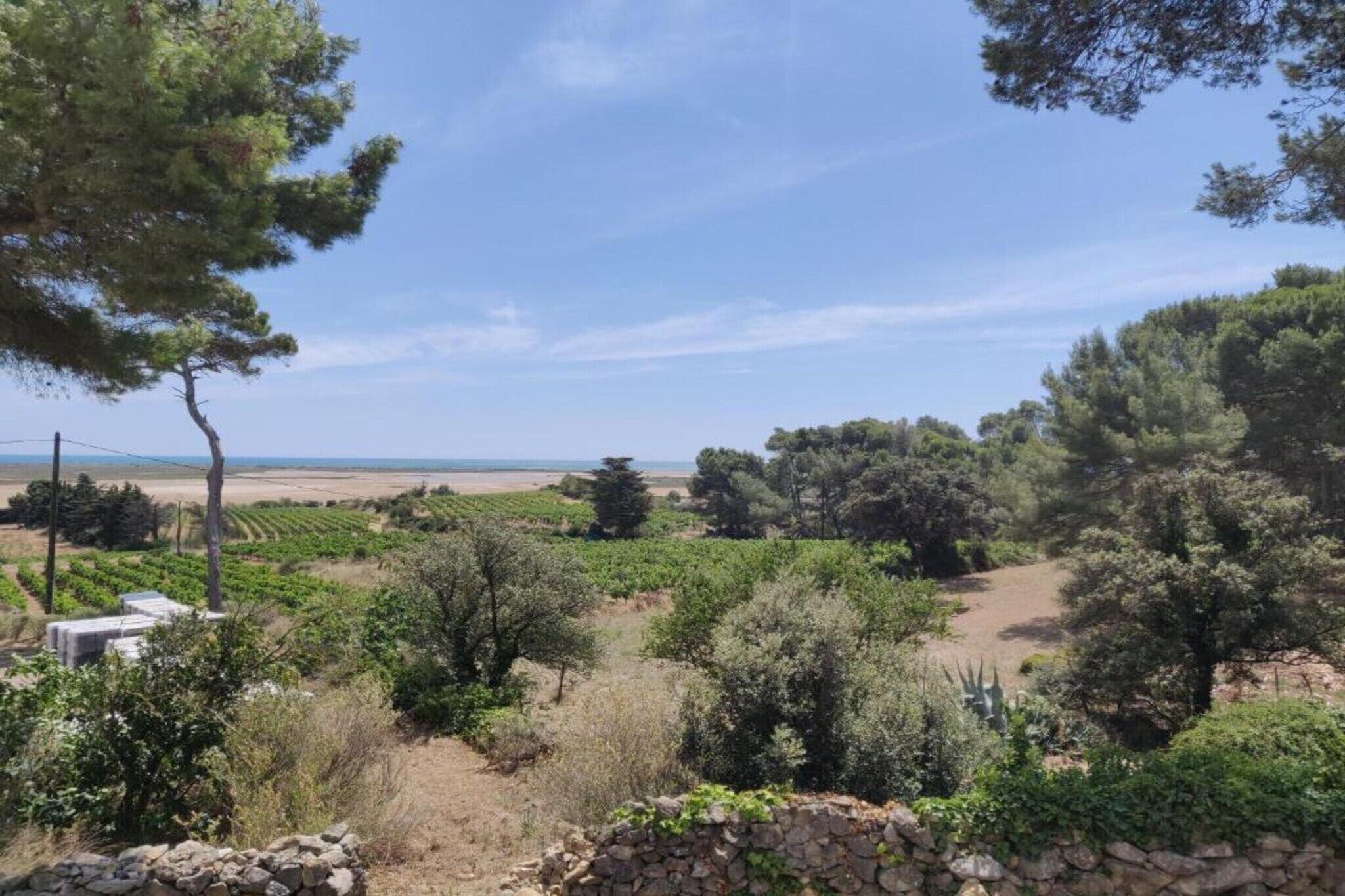 A vineyard with rows of grapevines, a stone wall, and a clear view of the sea in the distance.