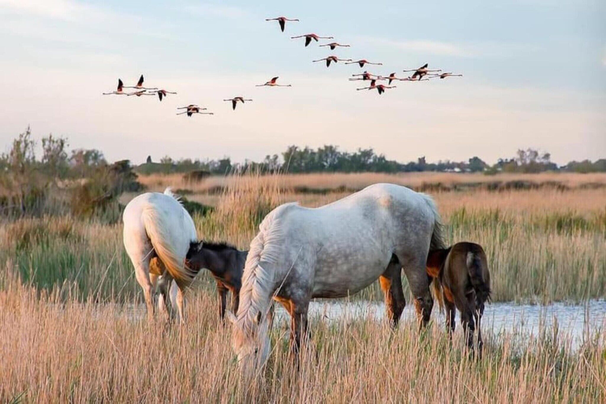 Een groep paarden graast op een veld met een waterpartij op de achtergrond.