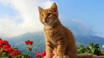 Huisdieren toegelaten