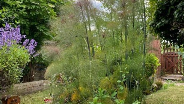Un jardín con diversas plantas y una cerca de madera.
