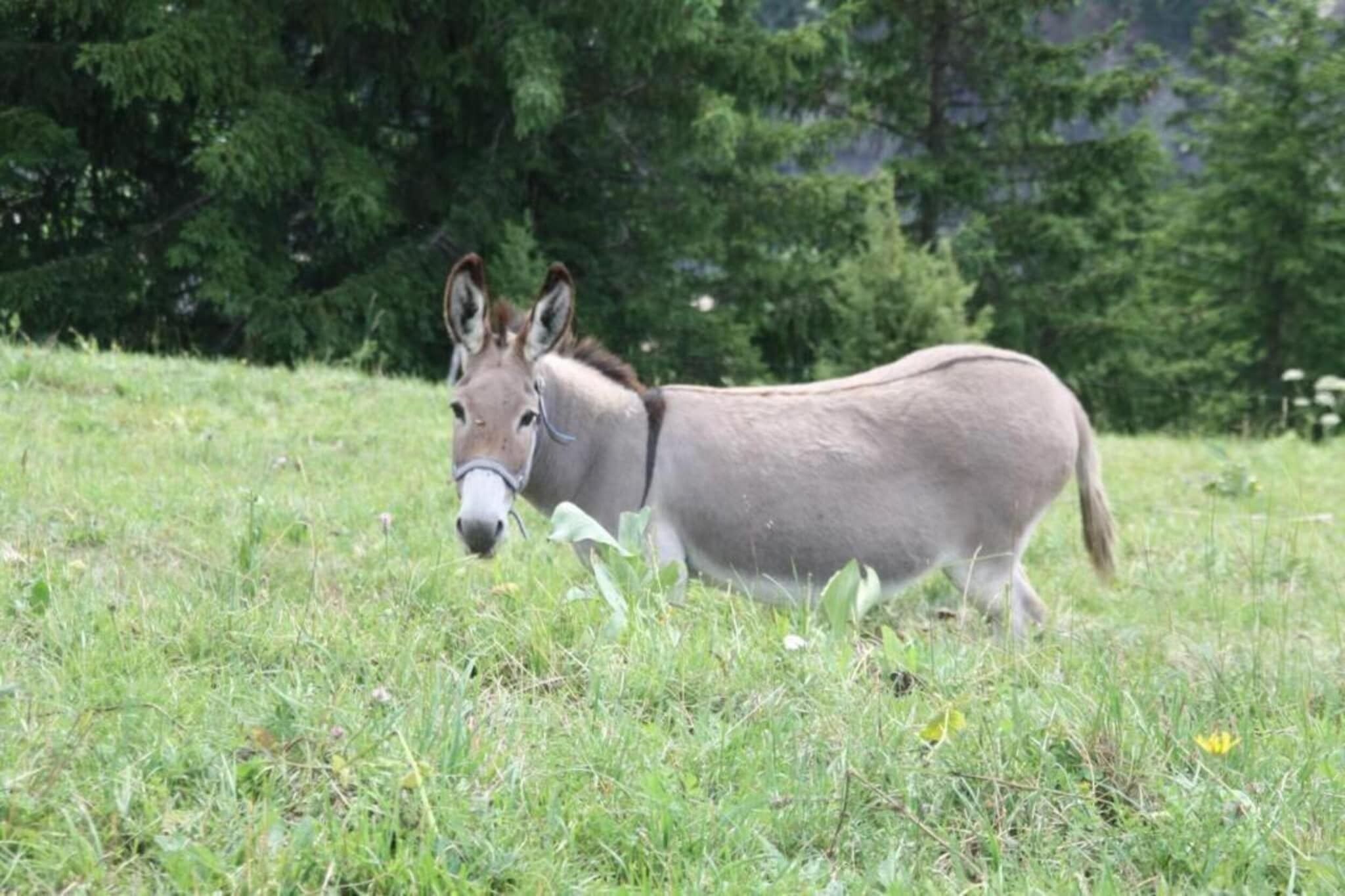 In der Region [Sommer] (>5 km)