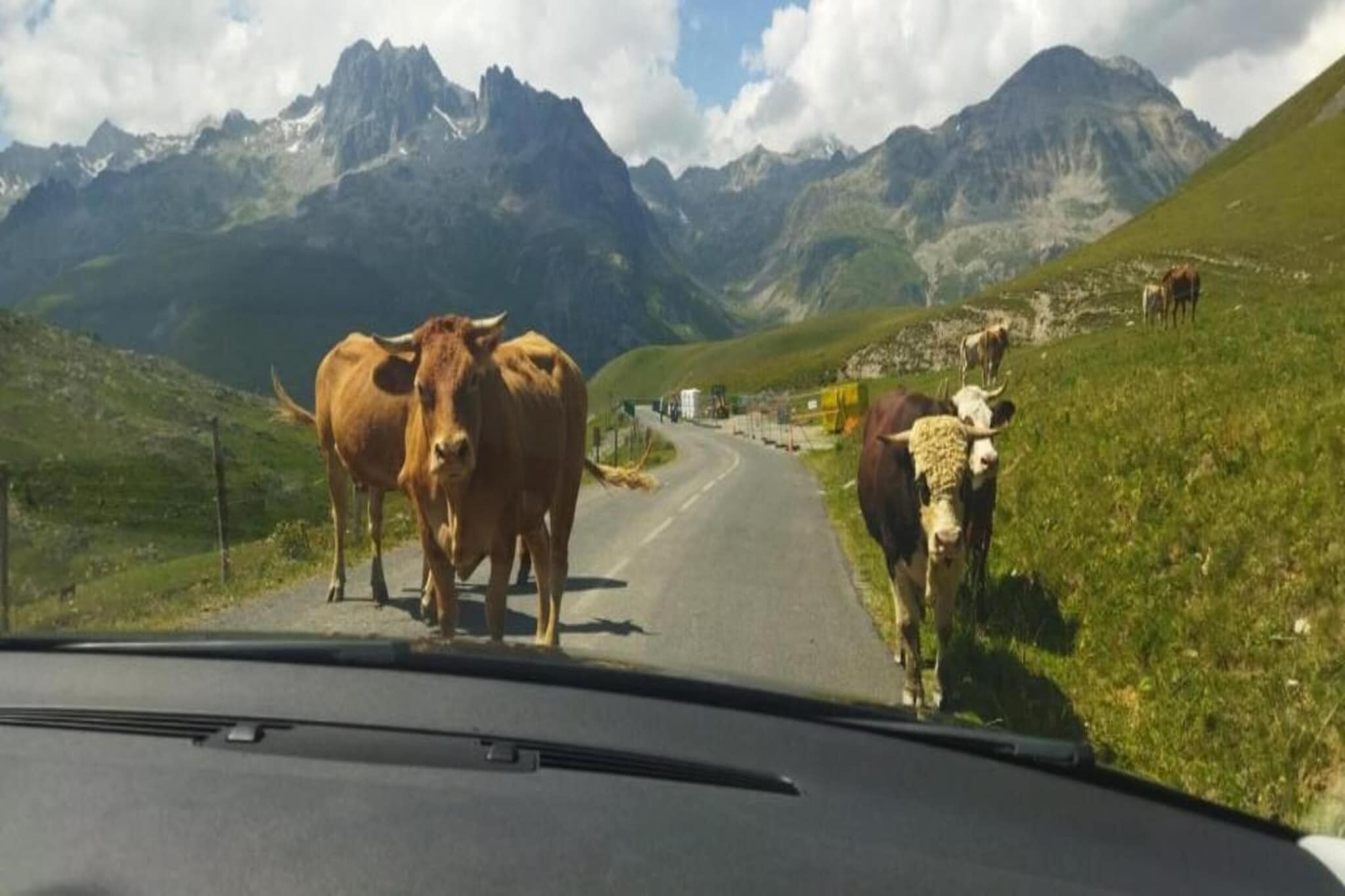 Una carretera bordeada de montañas, con vacas a un lado.