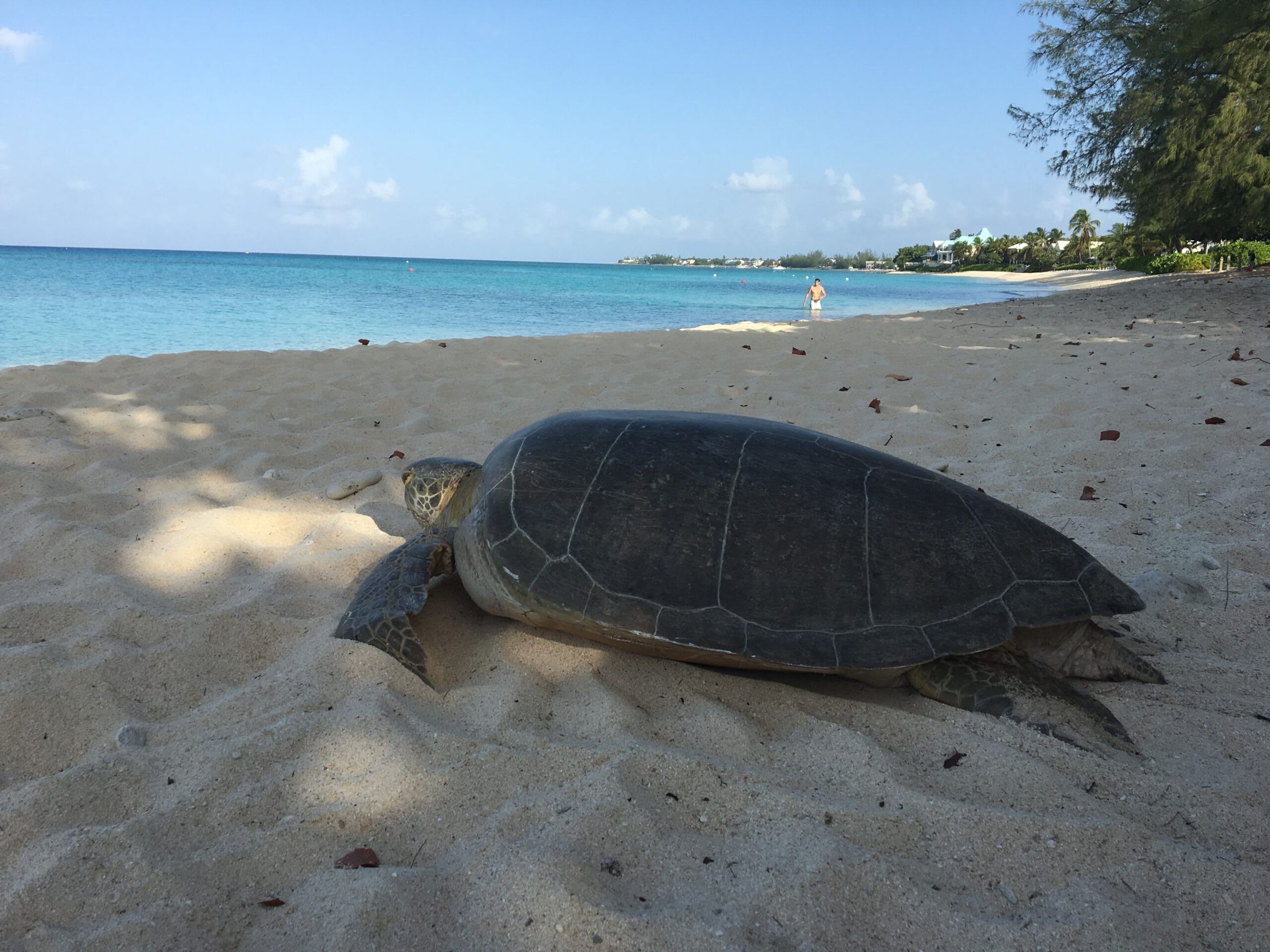 A turtle on a sandy beach with a clear view of the ocean and distant buildings.