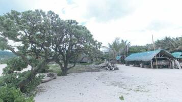 A sandy beach with a large tree and a thatched-roof hut.