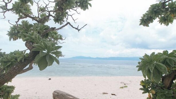 A beach with a sandy shore, a large tree in the foreground, and a calm sea in the background. - Zids Island Emprise Beach House (Pagudpud)