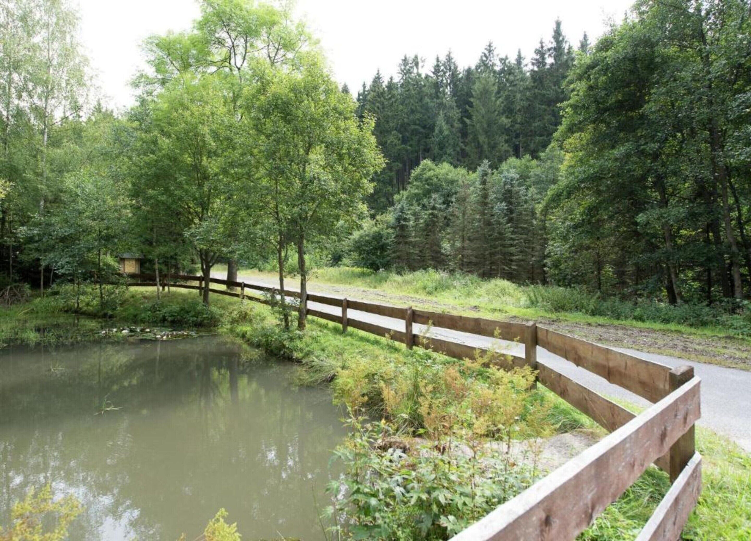Eine Holzbrücke über einen Teich in einem bewaldeten Gebiet.