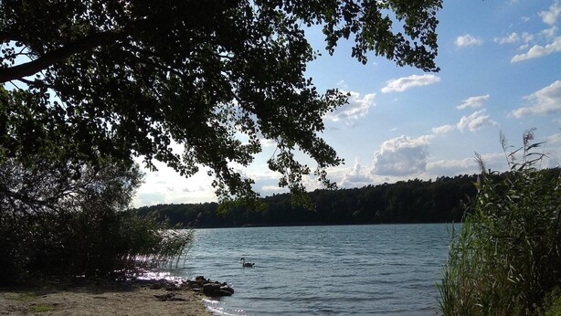 A lakeside view with a swan swimming, surrounded by trees and a clear sky. - Appartement in Strausberg mit Frühstück inklusive (Strausberg)