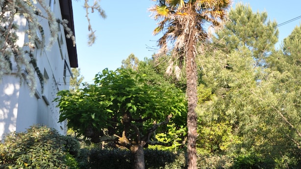 Un sendero que lleva a una palmera y un edificio blanco con jardín.
